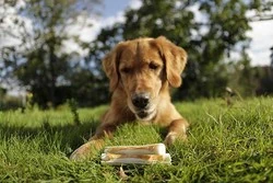 8 in 1 Delights 3lü Stick Ağız Temizleme Kemiği 75 GR - 4