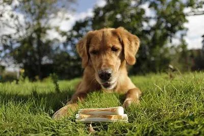 8 in 1 Delights 3lü Stick Ağız Temizleme Kemiği 75 GR - 4