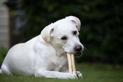 8 in 1 Delights Bones Köpek Ağız Bakım Ödül Kemiği Large 130 GR - 5