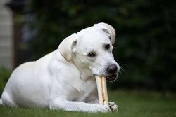 8 in 1 Delights Bones Köpek Ağız Bakım Ödül Kemiği Large 130 GR - 5