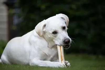 8 in 1 Delights Bones Köpek Ağız Bakım Ödül Kemiği Large 130 GR - 5