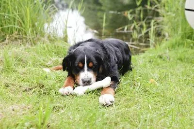 8 in 1 Delights Pro Dental Diş Sağlığı İçin Köpek Ödül Kemiği L - 6