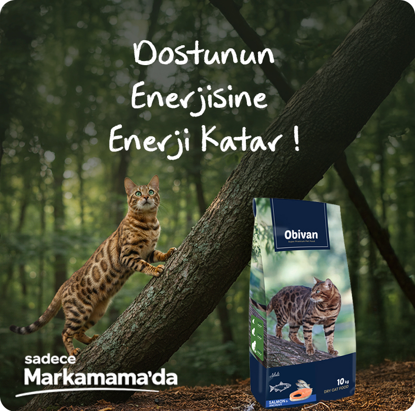 obivan-soonhamsi-kedi-maması--aplus-mobil2.jpg