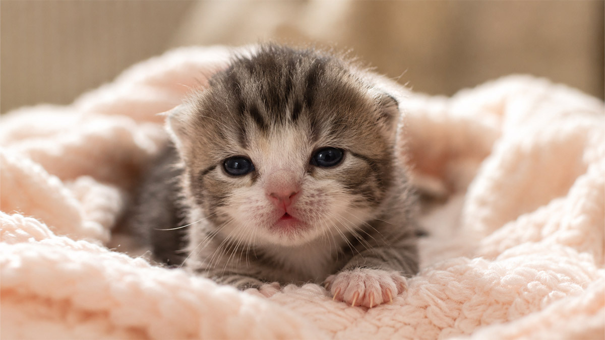 2-hafta-yavru-kedi-gelisim-tablosu.jpg