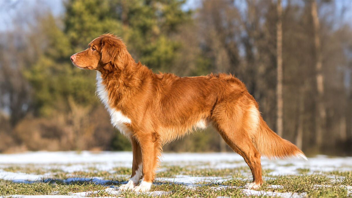 3-nova-scotia-retriever.jpg