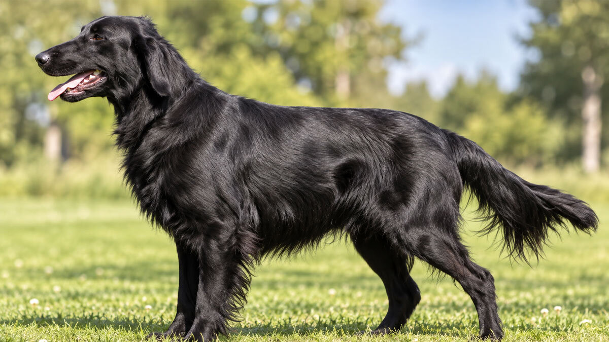 4-duz-tuylu-retriever.jpg