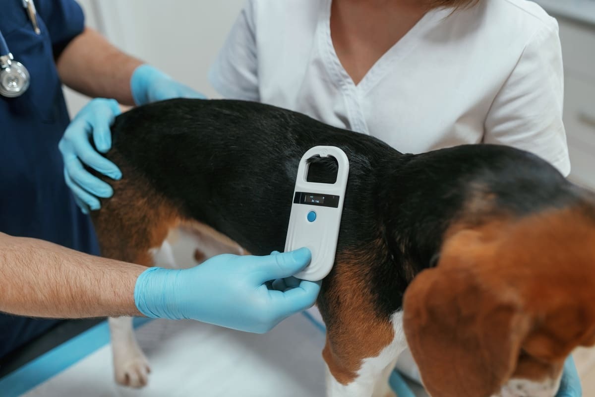 çip kontrolü yapılan köpek