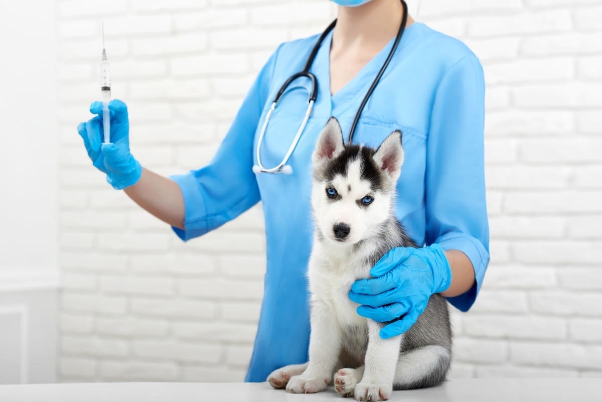 aşı yapılan köpek