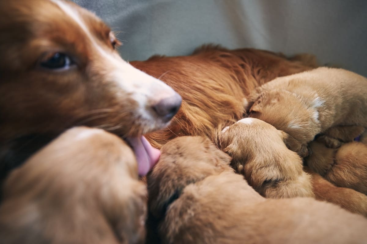 Anne-Köpeğin-Sütü-Nasıl-Artar.jpg