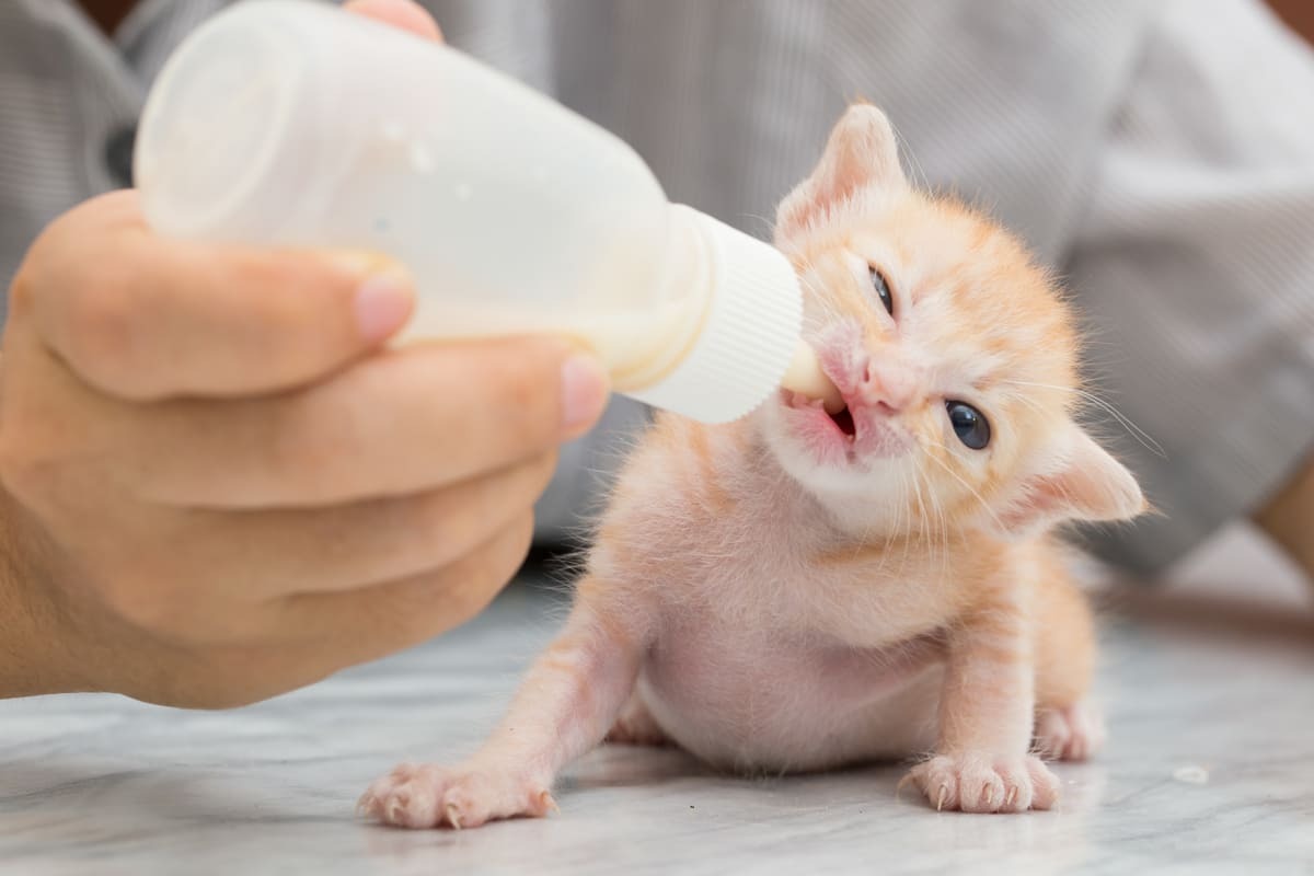Annesiz-Yeni-Doğmuş-Kedi-Nasıl-Beslenir.jpg