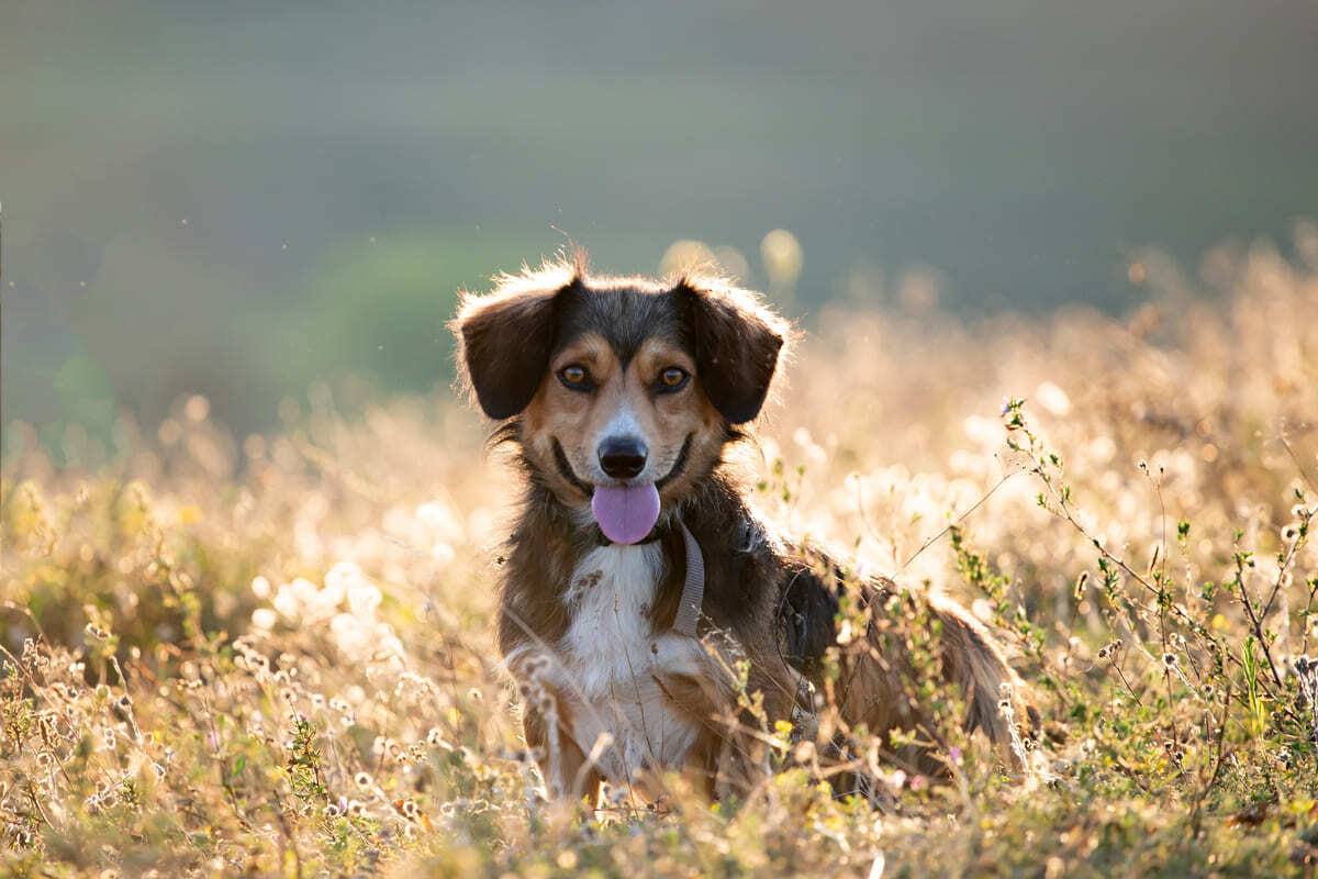 dışarıda otların arasında duran köpek