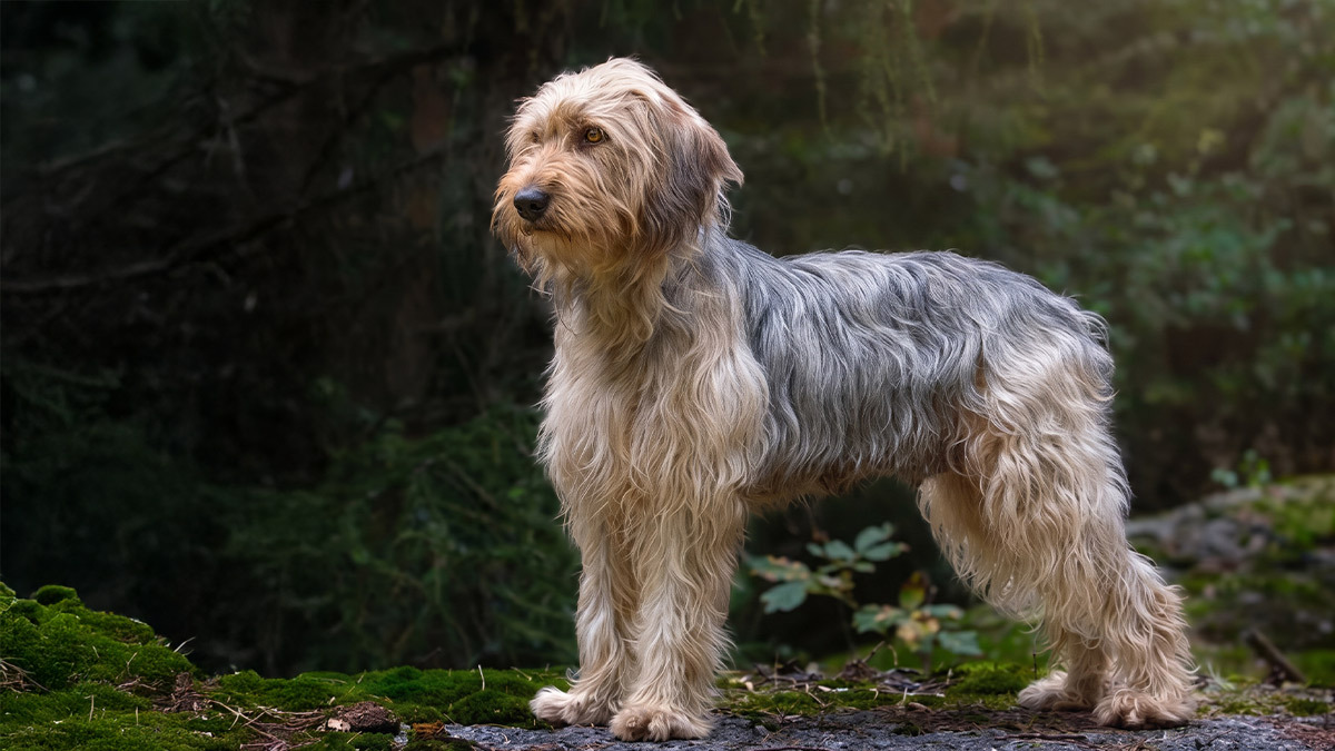 Av-Köpeği-Cinsleri-Barak-1.jpg