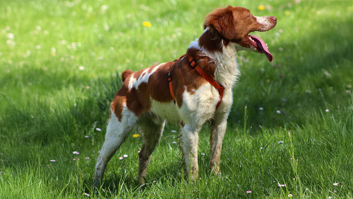 Av-Köpeği-Cinsleri-Breton.jpg