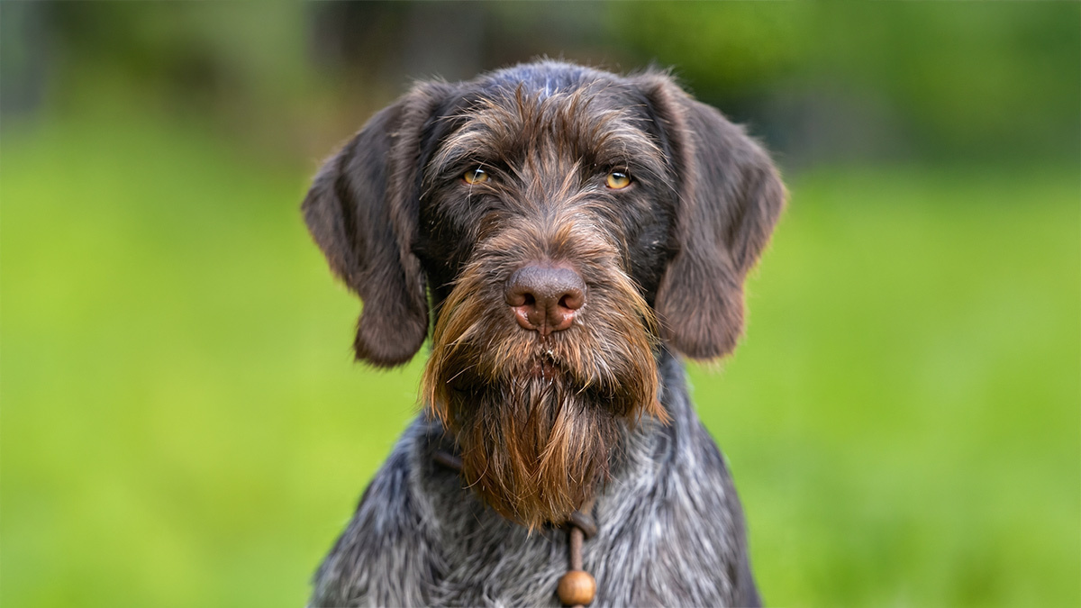 Av-Köpeği-Cinsleri-Drahthaar--1.jpg