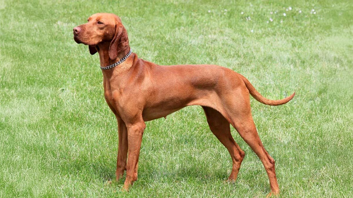 Av-Köpeği-Cinsleri-Macar-Av-Köpeği.jpg