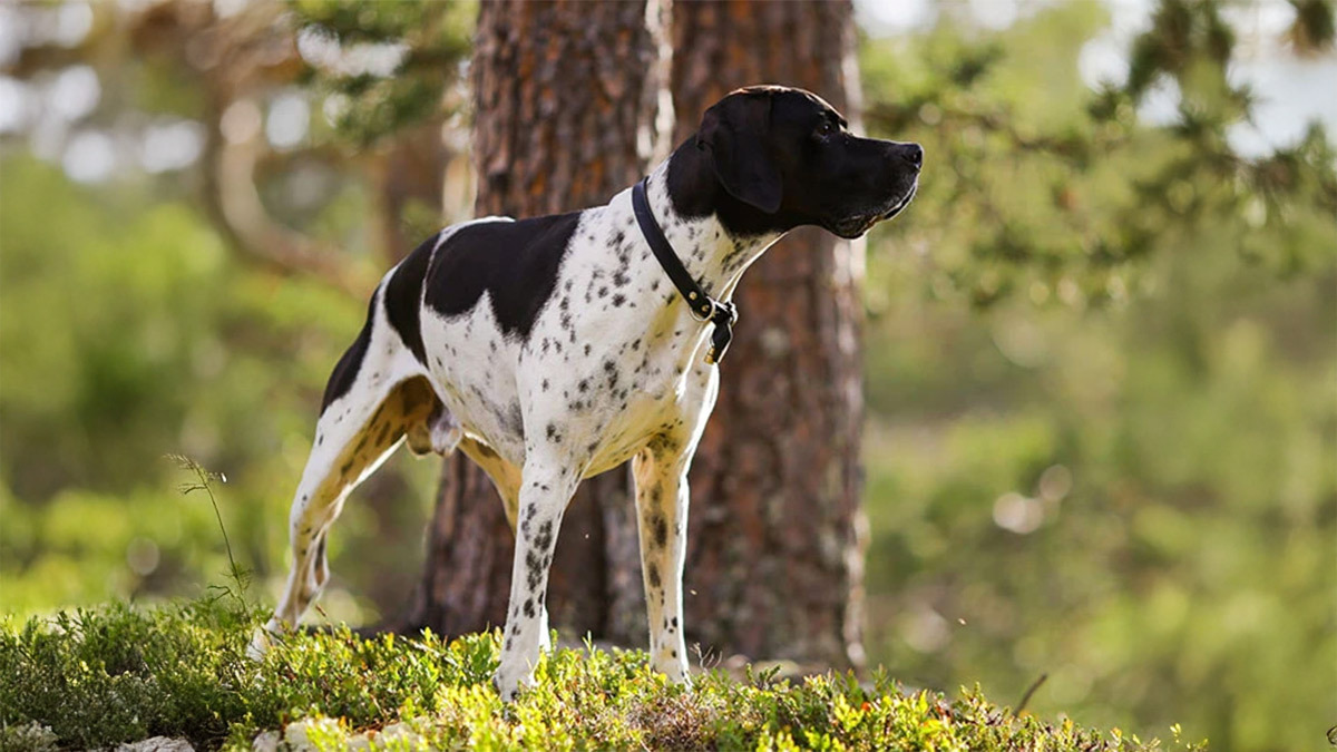 Av-Köpeği-Cinsleri-Pointer.jpg