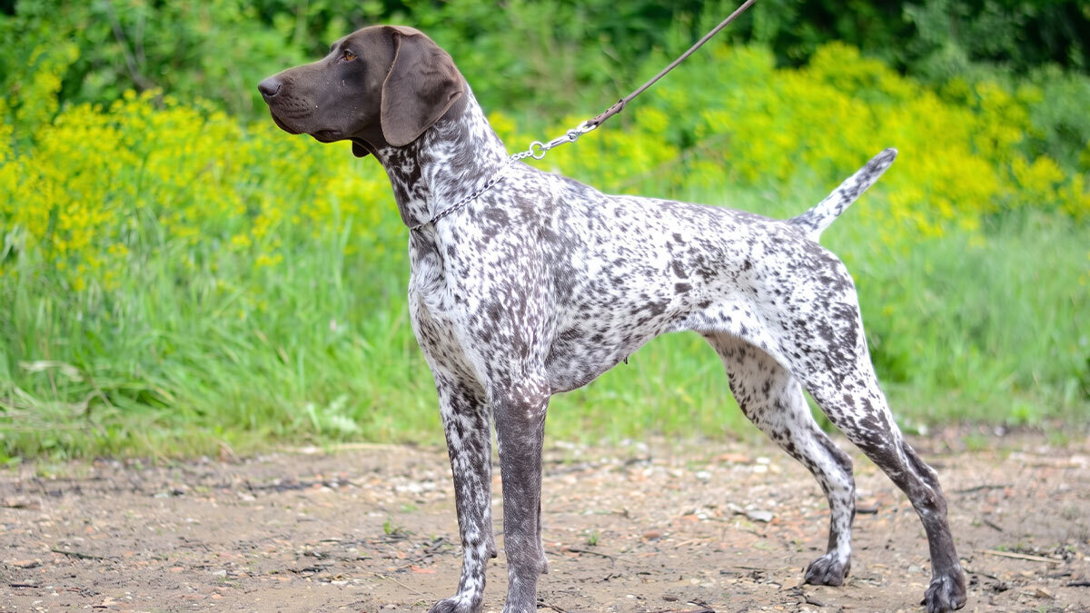 Av-Köpeği-Cinsleri-Setter.jpg