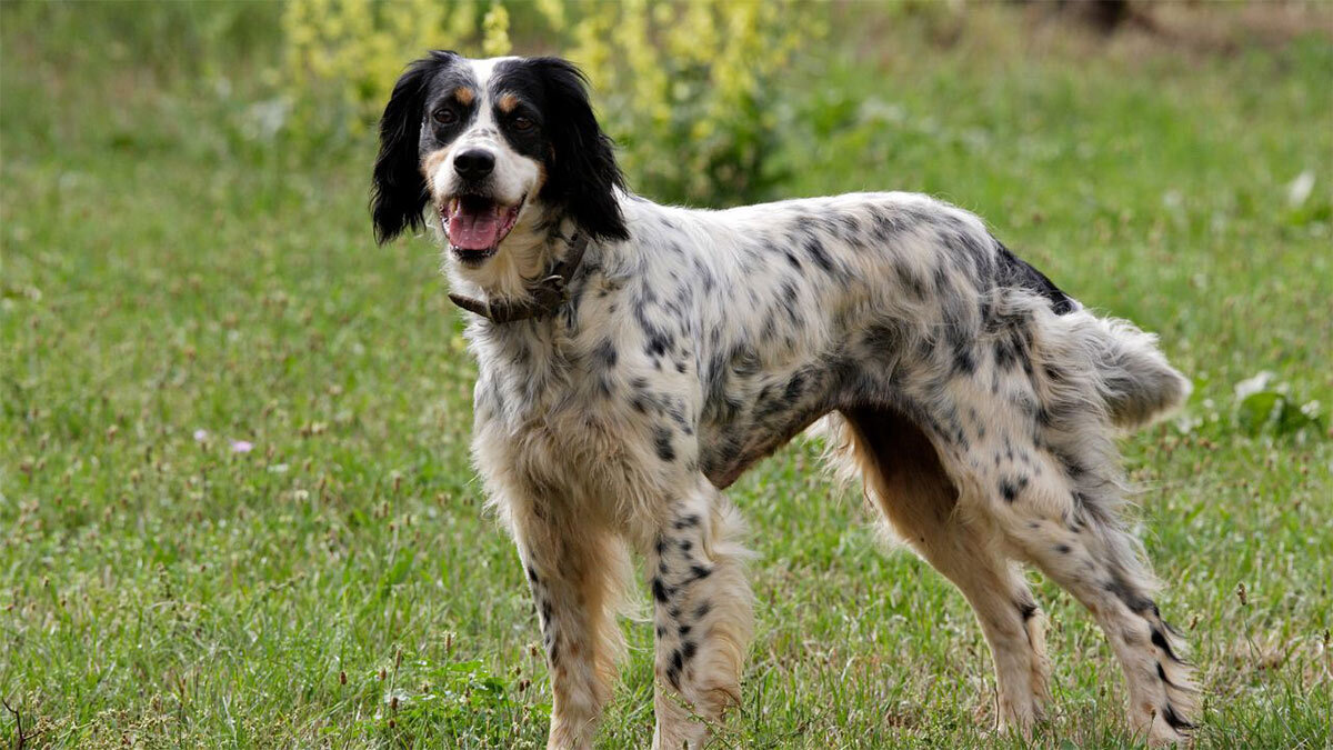 Av-Köpeği-Cinsleri-İngiliz-Av-Köpeği.jpg