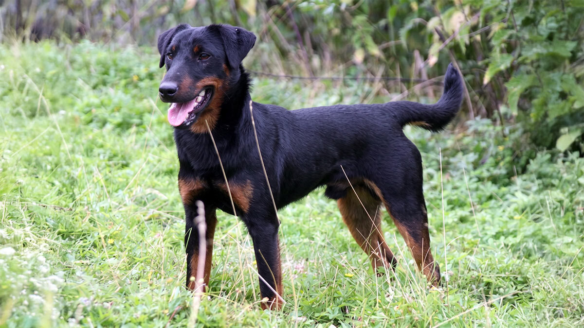 Av-Köpeği-CinsleriAlman-Av-Köpeği.jpg