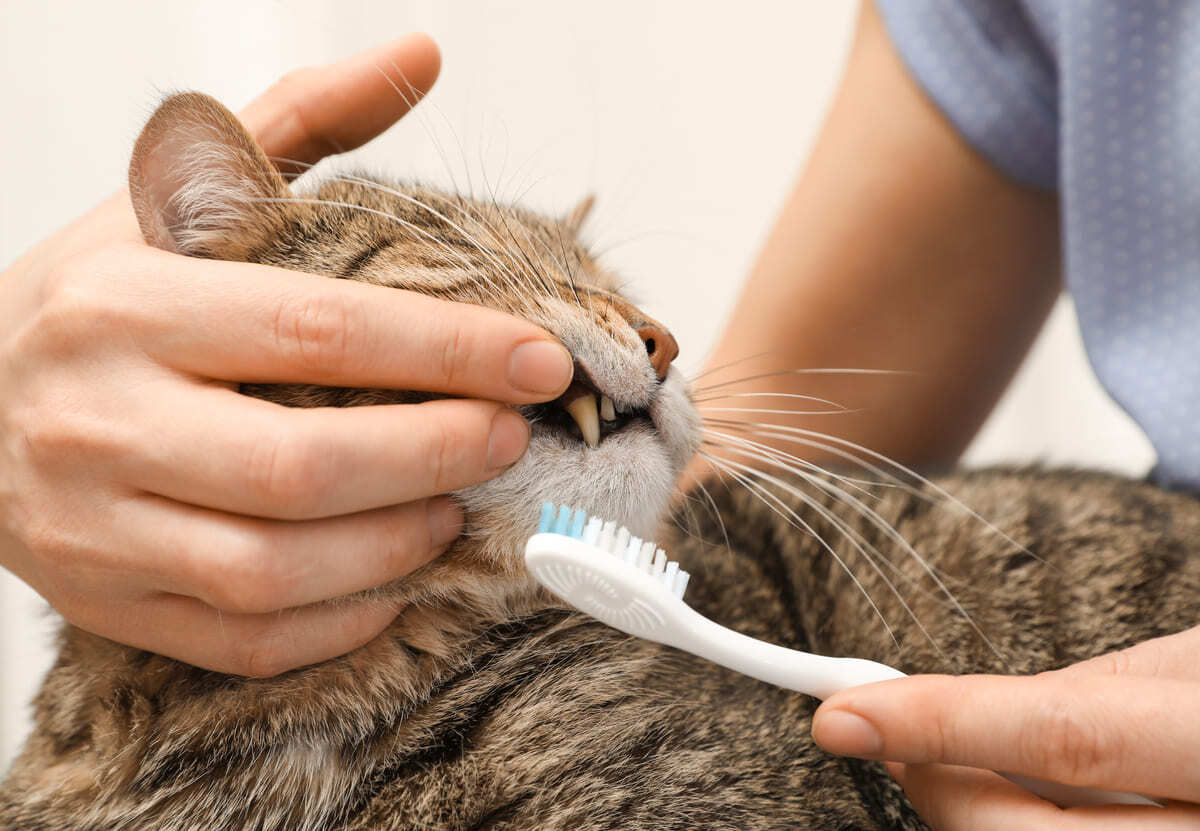 dişleri fırçalanan kedi