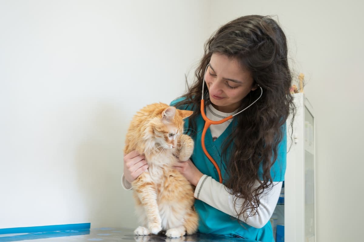 veteriner hekim tarafından ilgilenilen sarman kedi