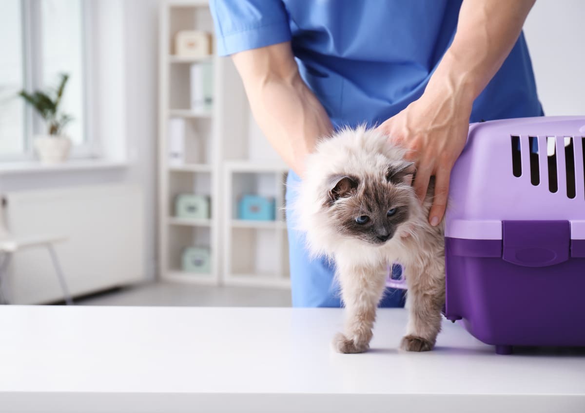 taşıma kafesinden çıkarılan kedi