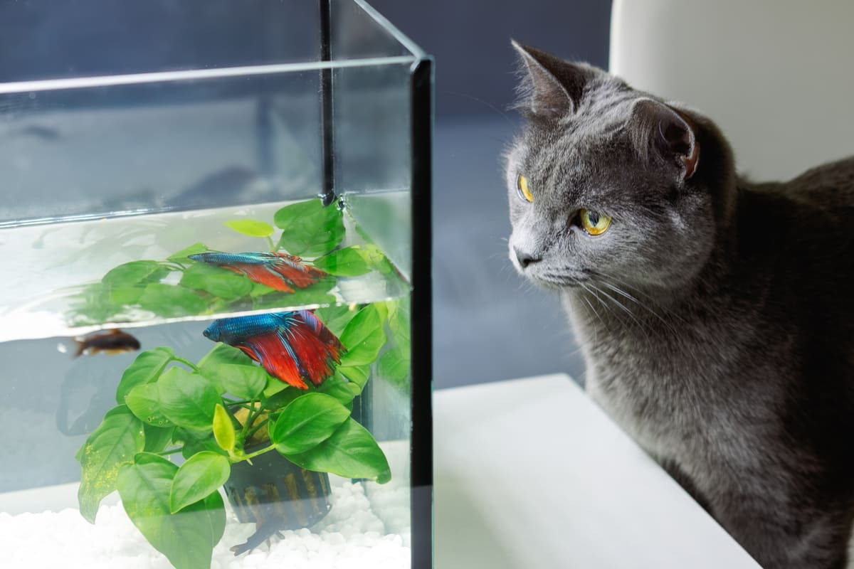 akvaryum ve kedi