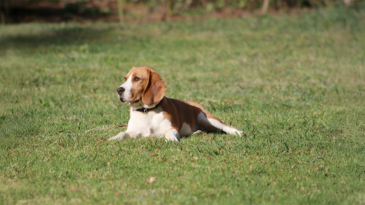 Beagle-1783800924.jpg