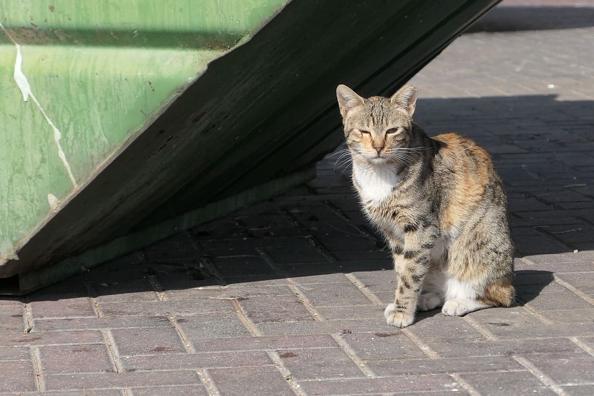 Belediye-Kedi-Kısırlaştırması-Ücretsiz-mi.jpg