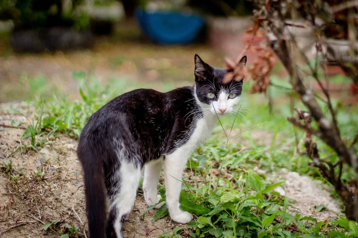 Belediyeden-Kedi-Kısırlaştırma-Randevusu-Nasıl-Alınır.jpg