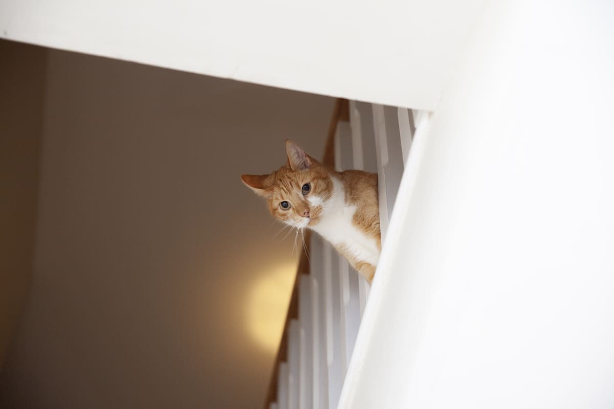 merdiven tırabzanından aşağıya doğru kaygılı bakan kedi