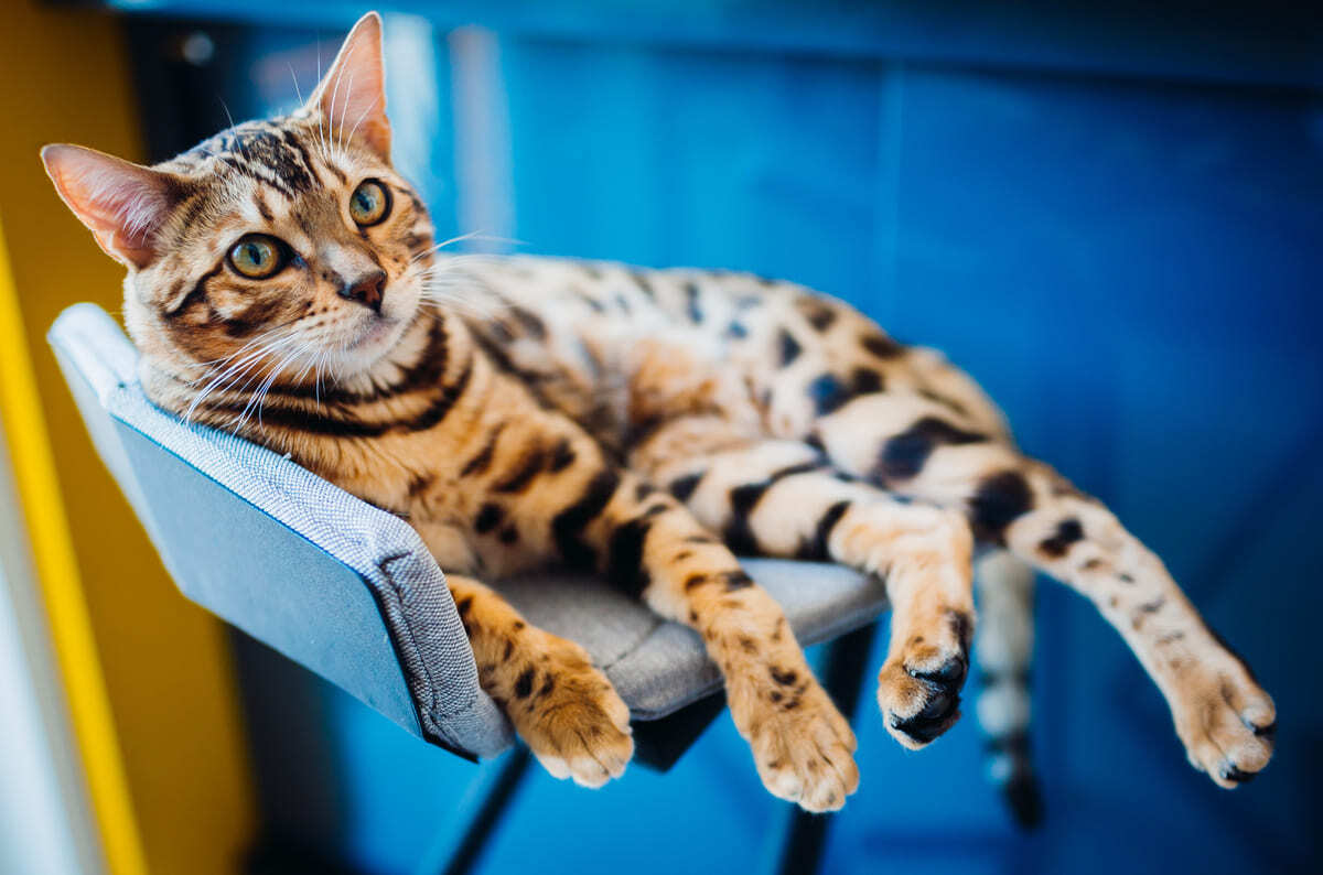 taburede oturan bengal kedisi