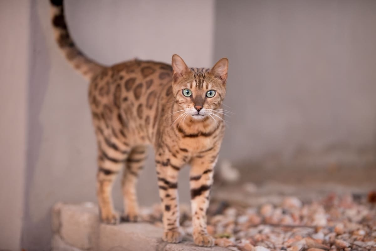 Bengal kedisi