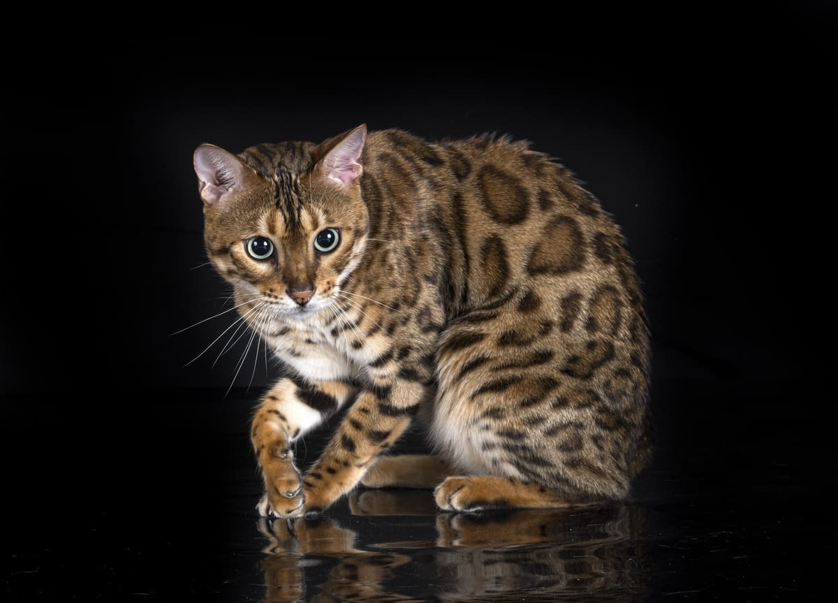 Bengal Kedisi
