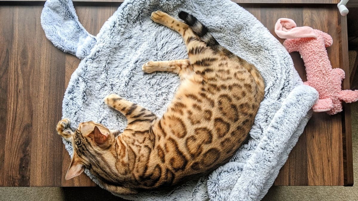 yatan Bengal kedisi