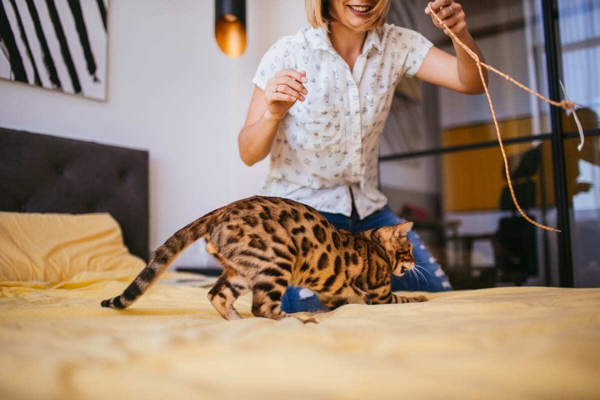 bakımı yapılan Bengal kedisi
