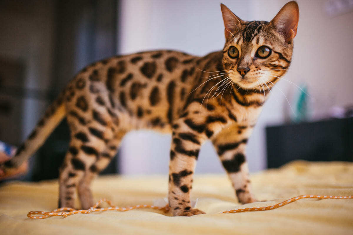 tüm güzelliği ile ayakta duran Bengal kedisi