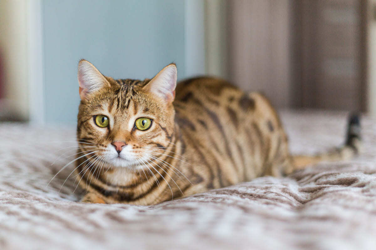 Bengal kedisi