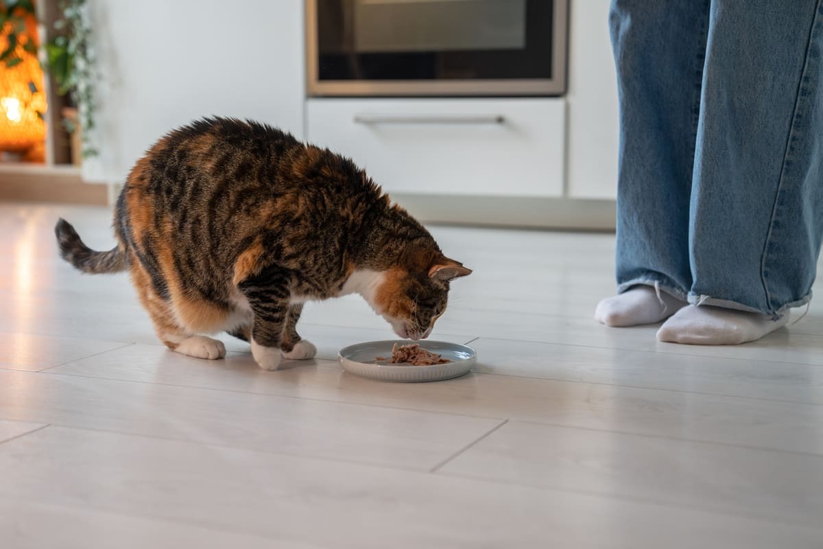 yaş mama yiyen kedi