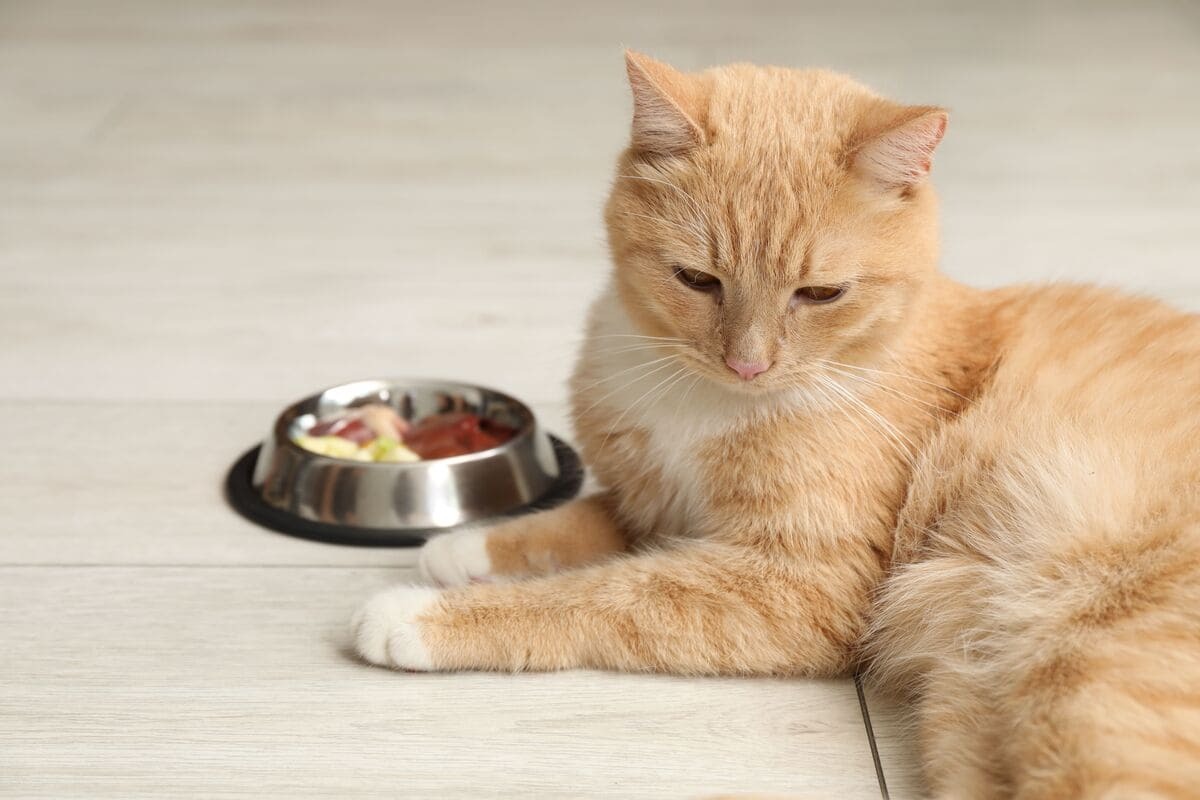 mama kabına sırtını dönen kedi