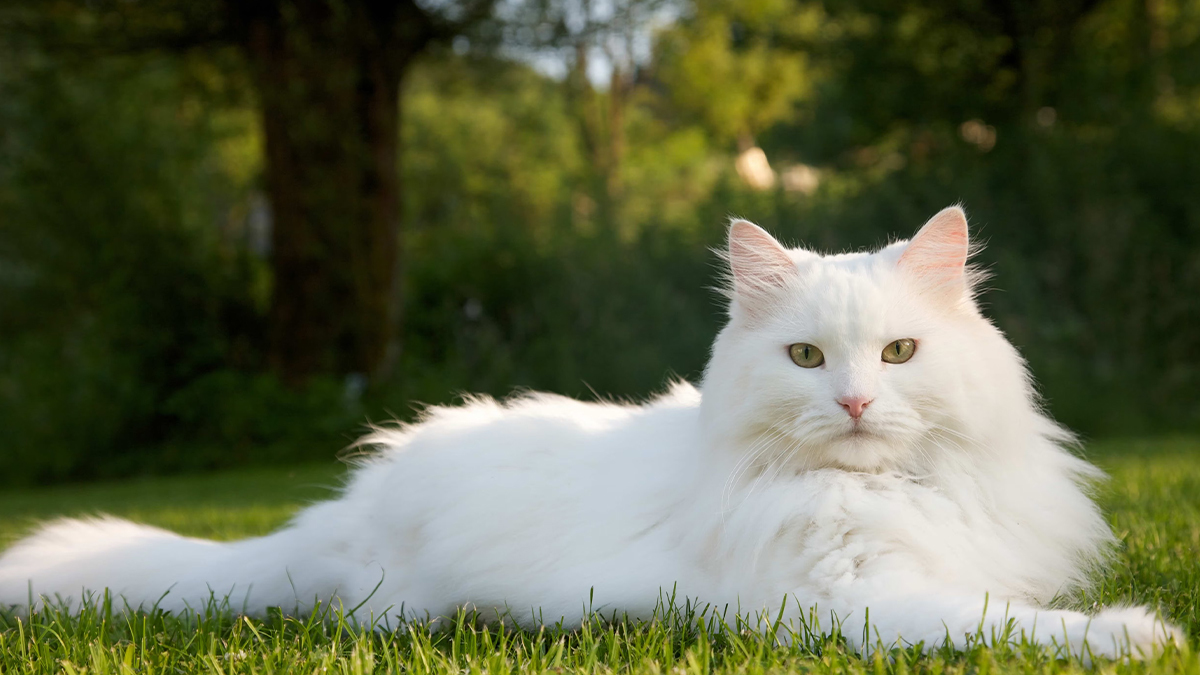 Beyaz-Kedi-İsim-Önerileri1.jpg