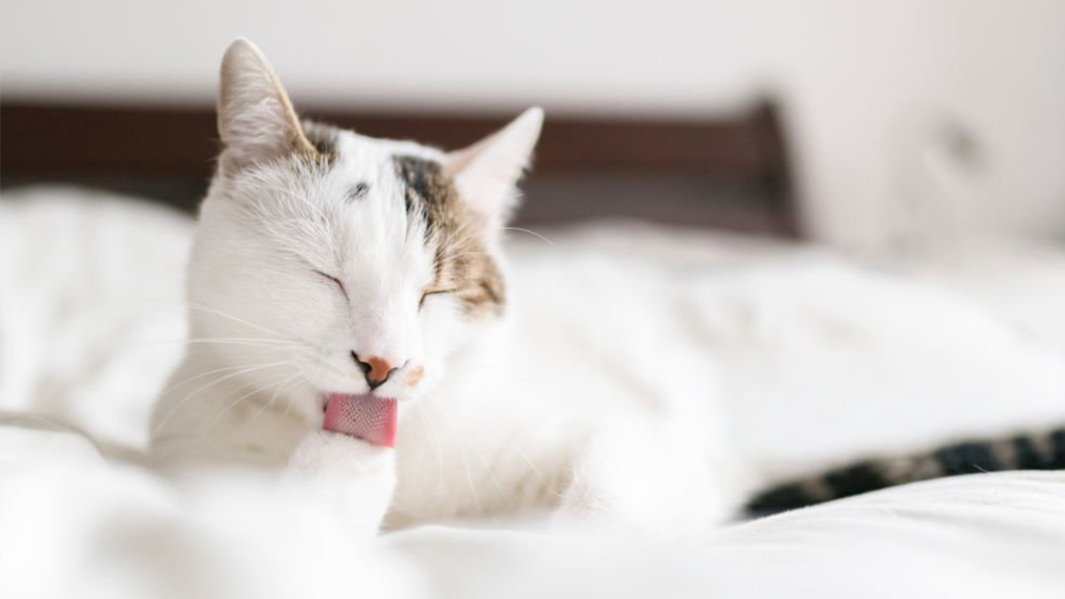 Beyaz-Kedi-İsim-Önerileri2.jpg
