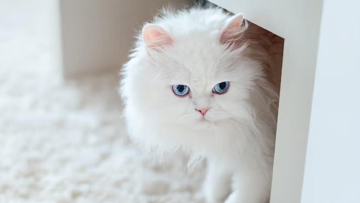 Beyaz-Kedi-İsim-Önerileri3.jpg