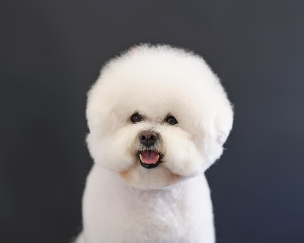 Bichon Frise