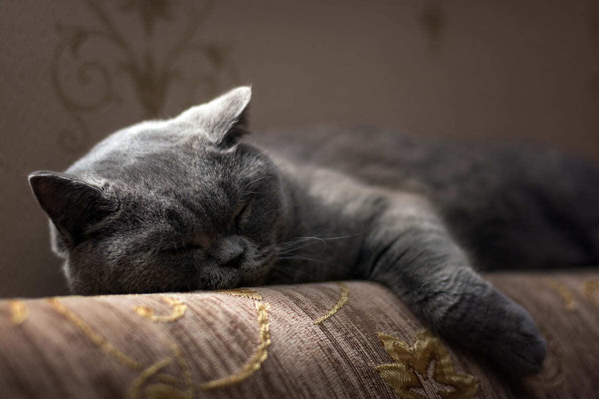 uyuklayan British Shorthair kedi