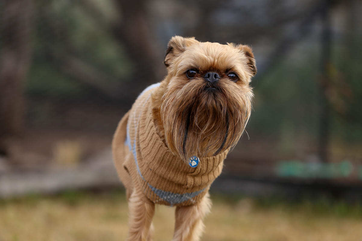 Brüksel Griffon