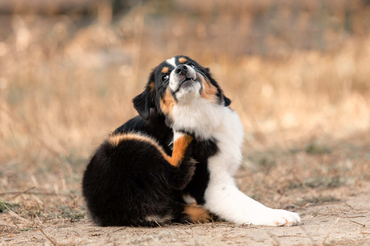kaşınan köpek