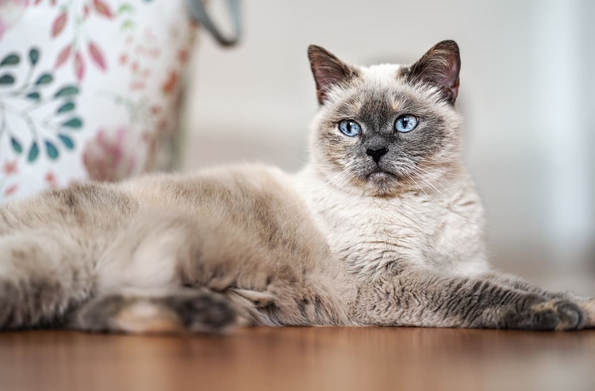 sırt üstü uzanan kedi