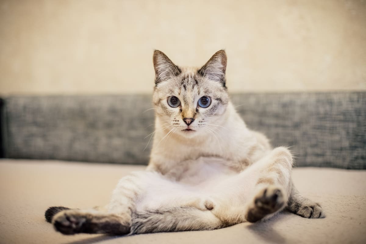 göbeğindeki tüyleri yalayan kedi