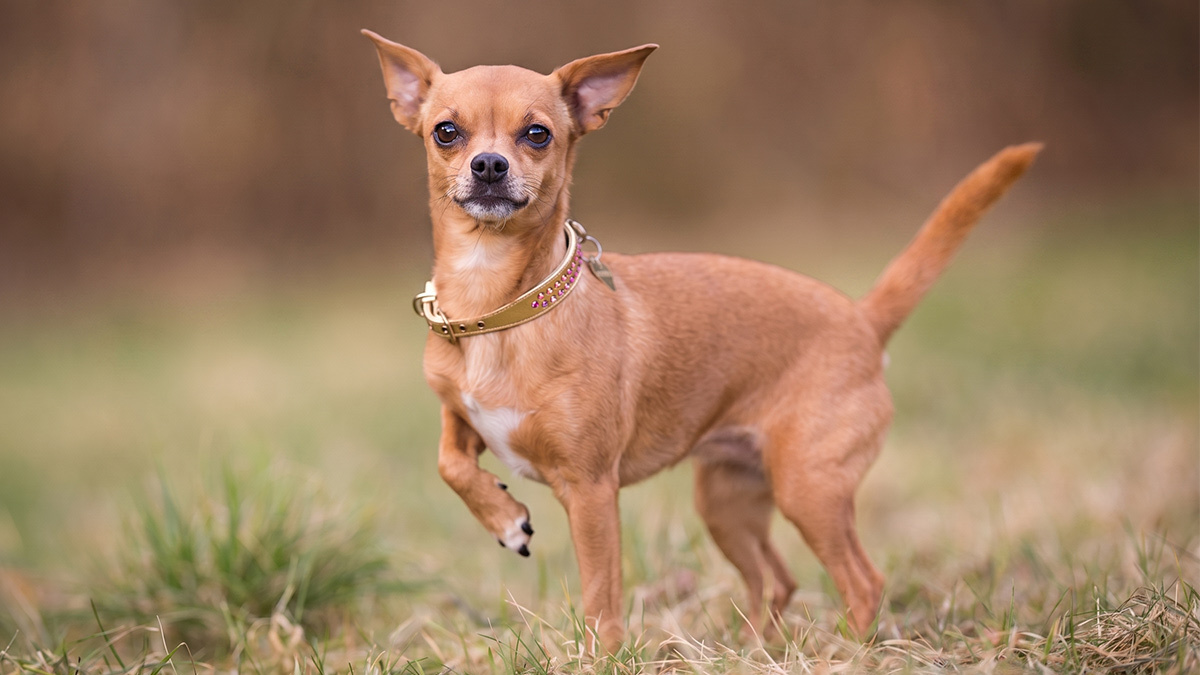 Büyümeyen-Köpek-Cinsleri--Chihuahua.jpg